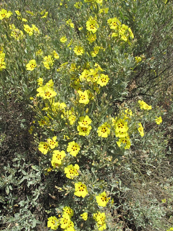 Halimium halimifolium